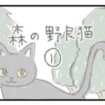 森の野良猫 １ 森にきた親子