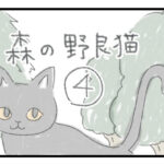 森の野良猫 ４ 出会い