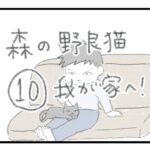 森の野良猫１０ 我が家へ！